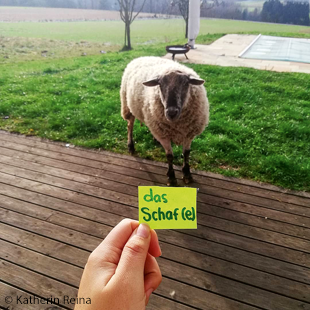 Schaf auf Terrasse