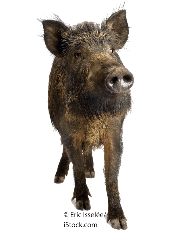 Wildschwein