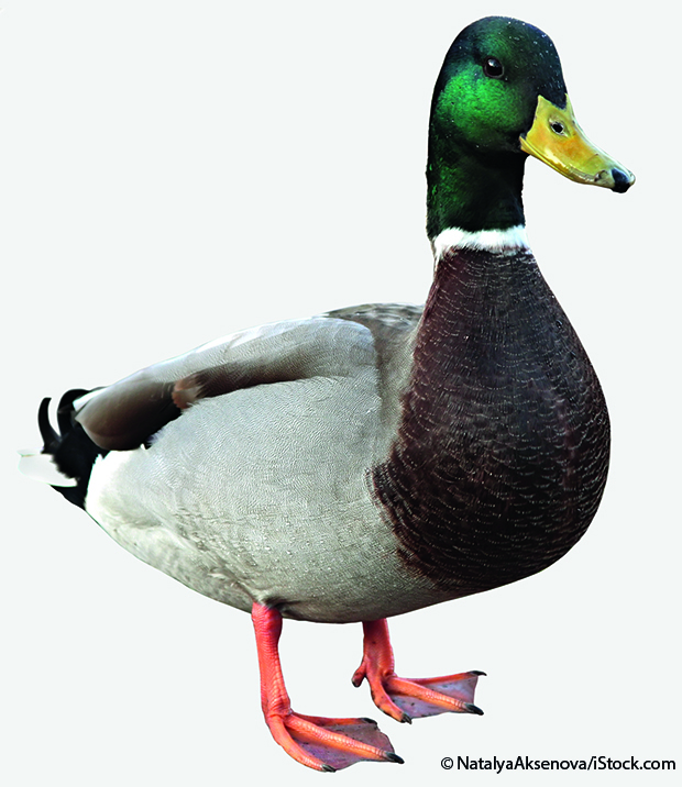 Ente