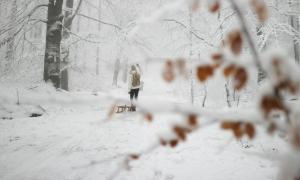 Wald im Winter