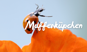Marienkäfer
