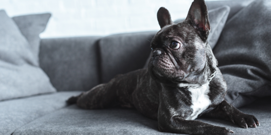 Hund auf Sofa