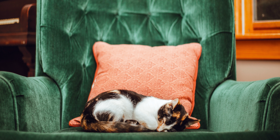 Katze