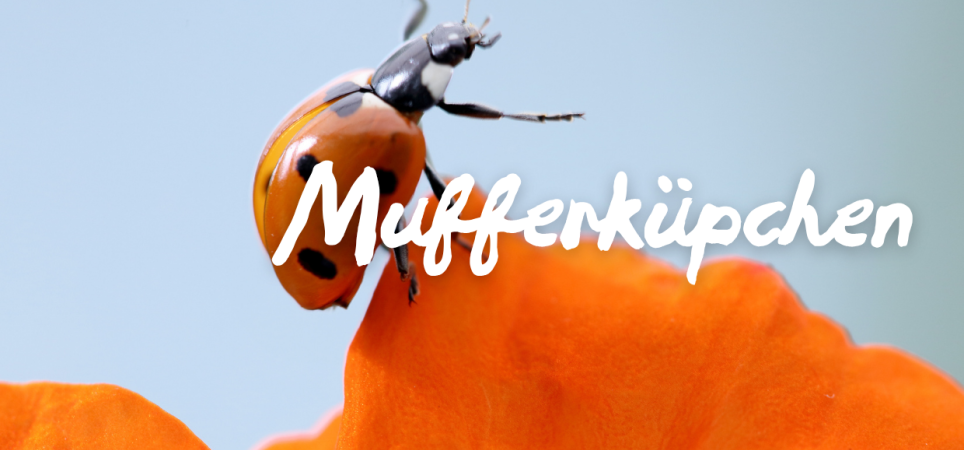Marienkäfer