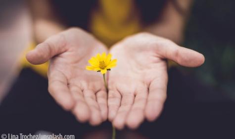 ausgestreckte Handflächen mit Blume darauf