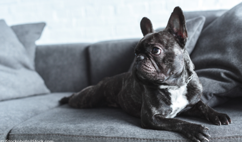 Hund auf Sofa