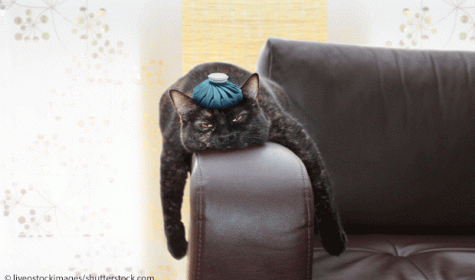 Katze auf einer Sofakante