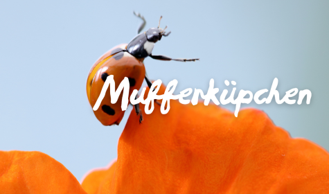 Marienkäfer